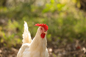 hen chicken free range in the meadow