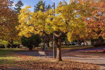 Golden Autumn in a public park Gresham Oregon.