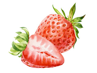 Watercolor illustration. The composition of the two strawberries.