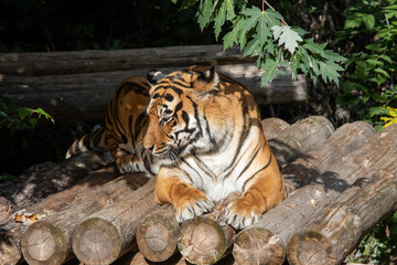 Tiger posing for portrait