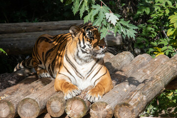 Tiger posing for portrait