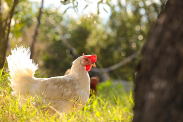hen chicken free range in the meadow