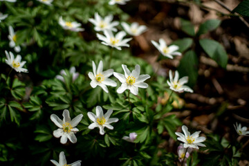 Anemone nemorosa as growing in The Netherlands, in Loenen.