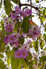 Giant crape-myrtle in Cambodia
