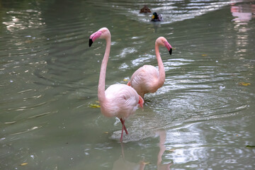 Pink flamingo on the lake