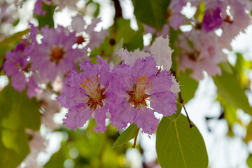Giant crape-myrtle in Cambodia