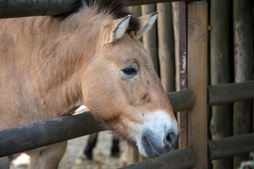 Horses in the city zoo
