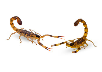 dangerous scorpion isolated on a white background