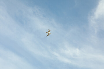 Blue sky with beautiful clouds and gull