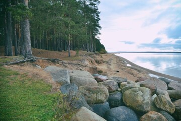 Beautiful panorama of the rocky coast with large pine trees on a cloudy autumn day. Close-up of large stones.