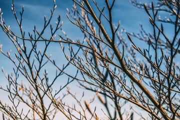 Close-up of the pattern formed by the branches of some bare trees
