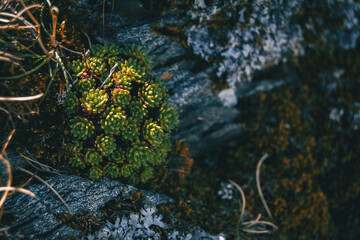 A bunch of sempervivum montanum growing on the ground