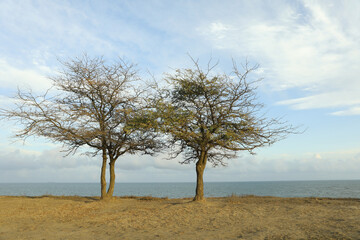 Fototapeta na wymiar Two lonely trees on slope against sea