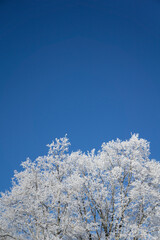 Newly  snow on tree in forest  on sunlight winter  day