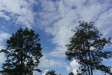 clouds and trees