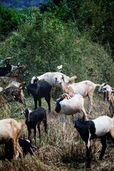 Goats in a rice field. State Of Goa. India.