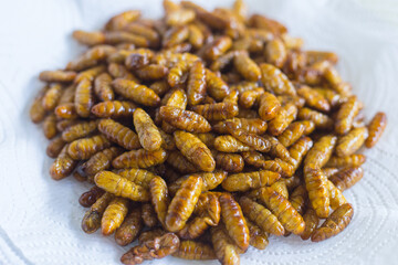 Fried silkwarms put on white plate as background. It is a high protein food.