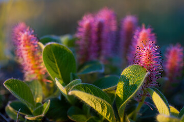 Blooming Arctic willow (Salix arctica). Plants growing in the tundra in the Arctic. Wildflowers of...