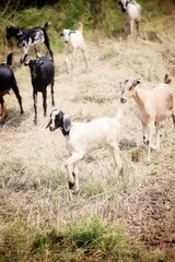 Goats in a rice field. State Of Goa. India.