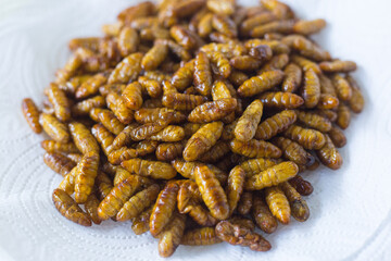 Fried silkwarms put on white plate as background. It is a high protein food.