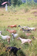Goats in a rice field. State Of Goa. India.