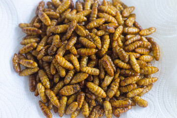 Fried silkwarms put on white plate as background. It is a high protein food.