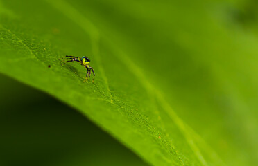 Small yellow spider baby on a green leaf close up world of the macro photograph