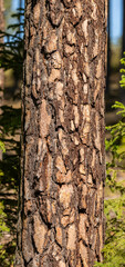 panorama of pine tree trunk with bark detail
