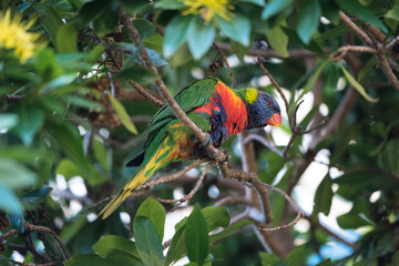 Australian Rainbow Lorikeet, a type of parrot, in its natural habitat perched up in a blooming Golden Penda looking sideways, showing its beautiful bright colours