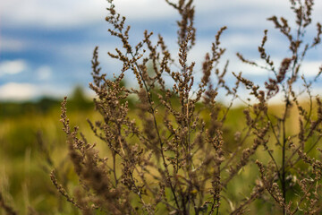 Autumn, dry Bush, field, sky, bokeh