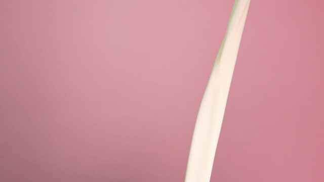 Slow motion Pouring fresh milk moving on pink background.
