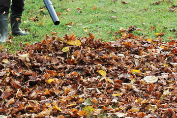 Worker cleaning falling leaves in autumn park. Man using leaf blower for cleaning autumn leaves. Autumn season. Park cleaning service.