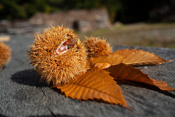 detalle de castañas dentro del caparazón de erizo listas para ser recogidas 