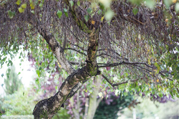 Fototapeta na wymiar tree, branches, foliage