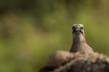 Eichelhäher (Garrulus glandarius) close up
