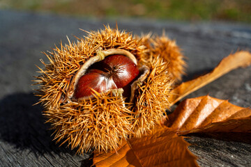 detalle de casta&ntilde;as dentro del caparaz&oacute;n de erizo listas para ser recogidas 
