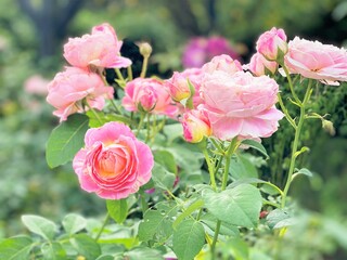 ピンク色のバラ