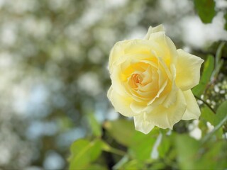 黄色い一輪のバラ