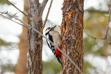.Woodpecker on a tree. Great spotted woodpecker sitting on a tree in the forest, bottom-up view.
