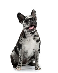 charming dog on a white background. French Bulldog of rare marble color. Pet in the studio