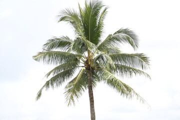 Fototapeta na wymiar A huge coconut tree against a white backdrop