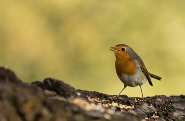 Rotkehlchen (Erithacus rubecula) im Naturschutzgebiet Niedermoorwiesen , in Berlin 