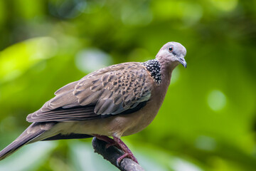 The spotted dove (Spilopelia chinensis) is a small and somewhat long-tailed pigeon that is a common resident breeding bird across its native range on the Indian subcontinent and Southeast Asia.