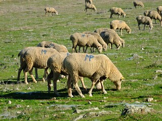 Naklejka na ściany i meble sheep on a meadow during spring in the Extremadura, Spain