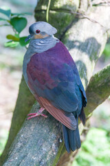 a Crested quail-dove stands on the branch. 
It is a species of bird in the family Columbidae. It is...