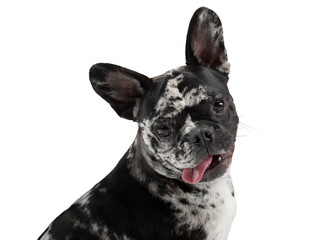 charming dog on a white background. French Bulldog of rare marble color. Pet in the studio
