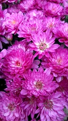 Obraz premium Pink chrysanthemum flowers