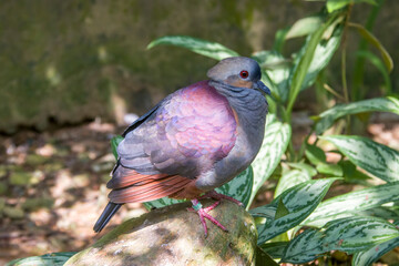 a Crested quail-dove stands on the branch. 
It is a species of bird in the family Columbidae. It is...