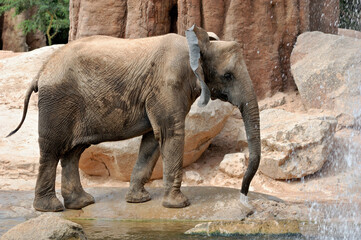 Fototapeta premium African Elephant in a natural environment