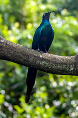 The long-tailed glossy starling (Lamprotornis caudatus) is a member of the starling family of birds. It is a resident breeder in tropical Africa from Senegal east to Sudan.